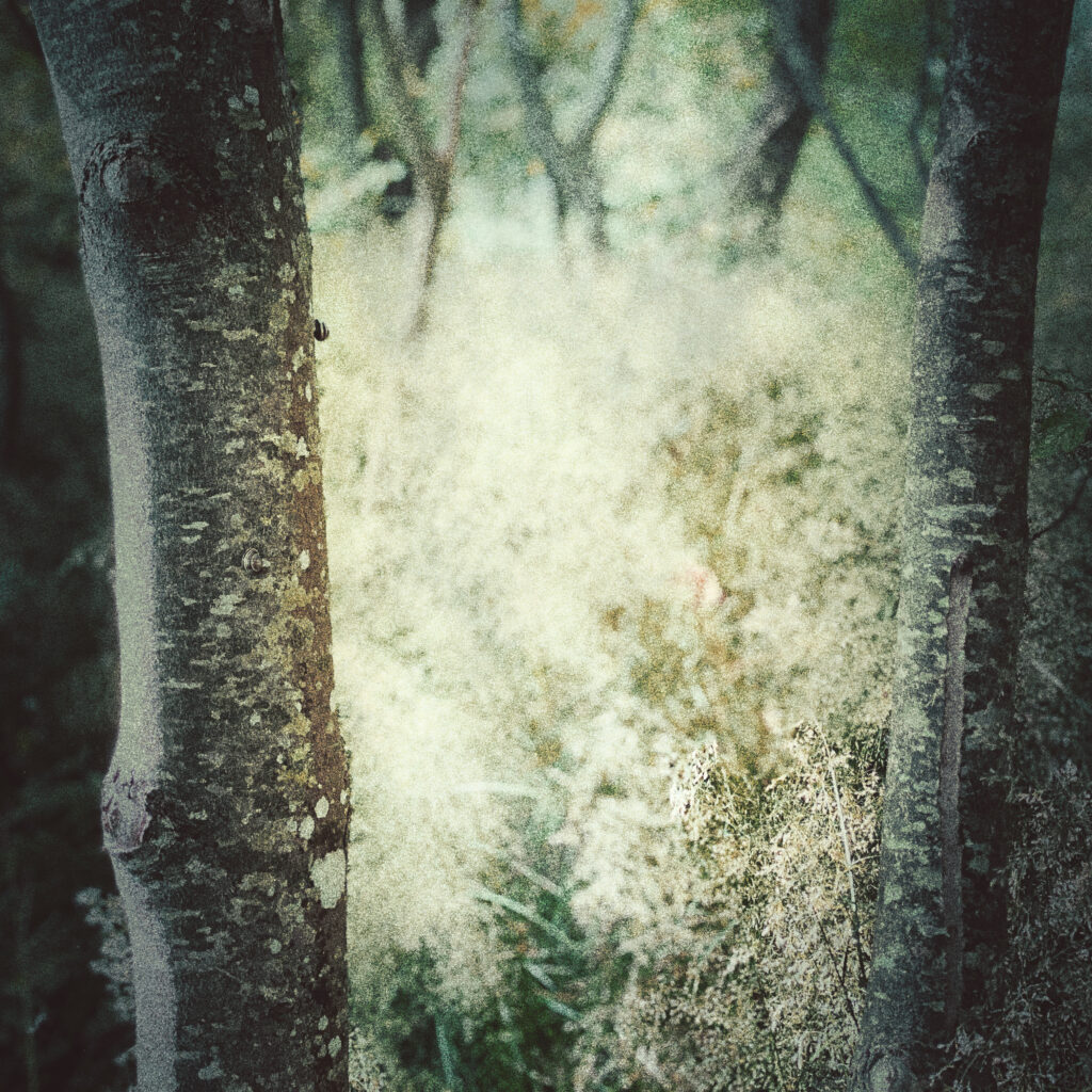 Energetic Coaching in a Sanctuary for the Sensitive Soul