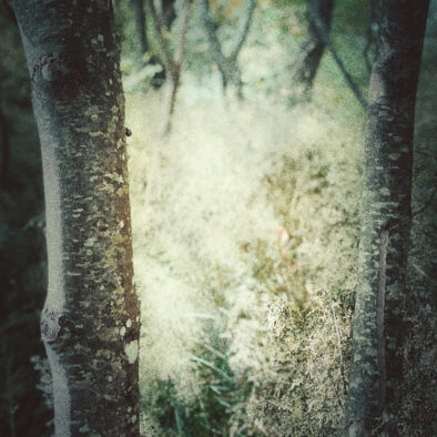 Energetic Coaching in a Sanctuary for the Sensitive Soul